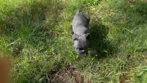 French bulldog in Sacramento, California