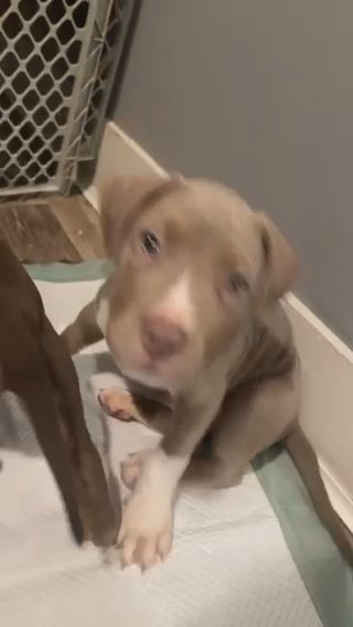 Xl American Bully’s in Pittsfield, Massachusetts