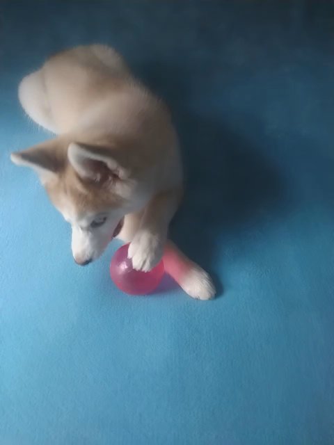 Siberian Husky in Springfield, Missouri