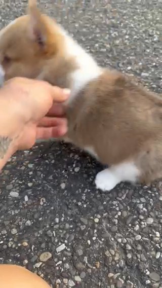 Red Female American Corgi in Ironton, Ohio