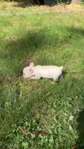 French Bulldog in Sacramento, California