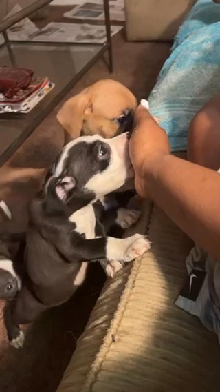 Puppies in Washington, District of Columbia