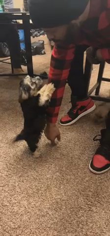 Yorkies Pups Affordable in Chicago, Illinois