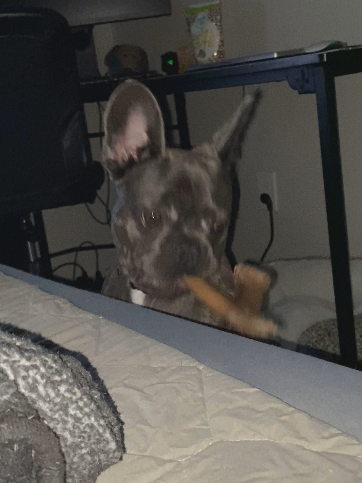 Blue French bulldog for sale in Arizona City, Arizona