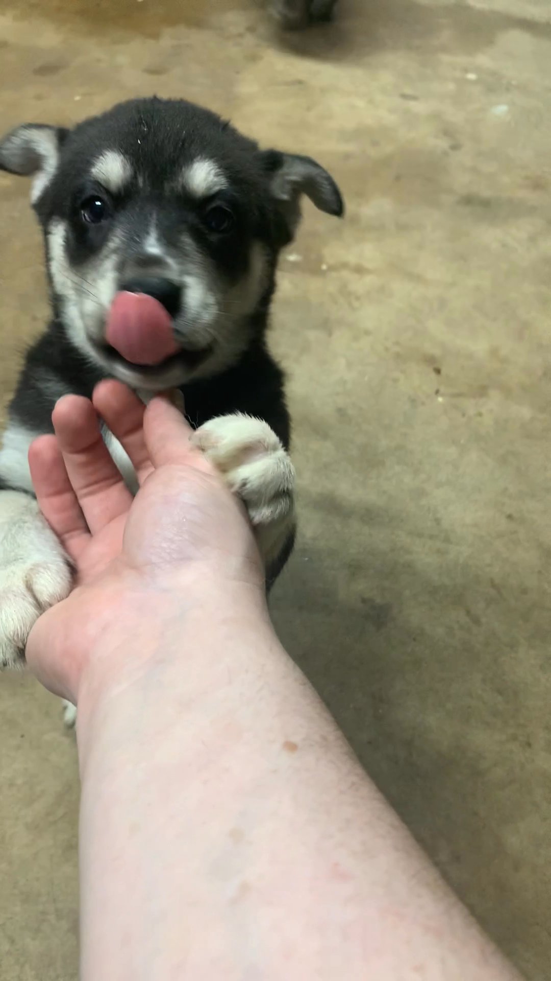 Husky mix Puppies need Rehomed in Arizona City, Arizona
