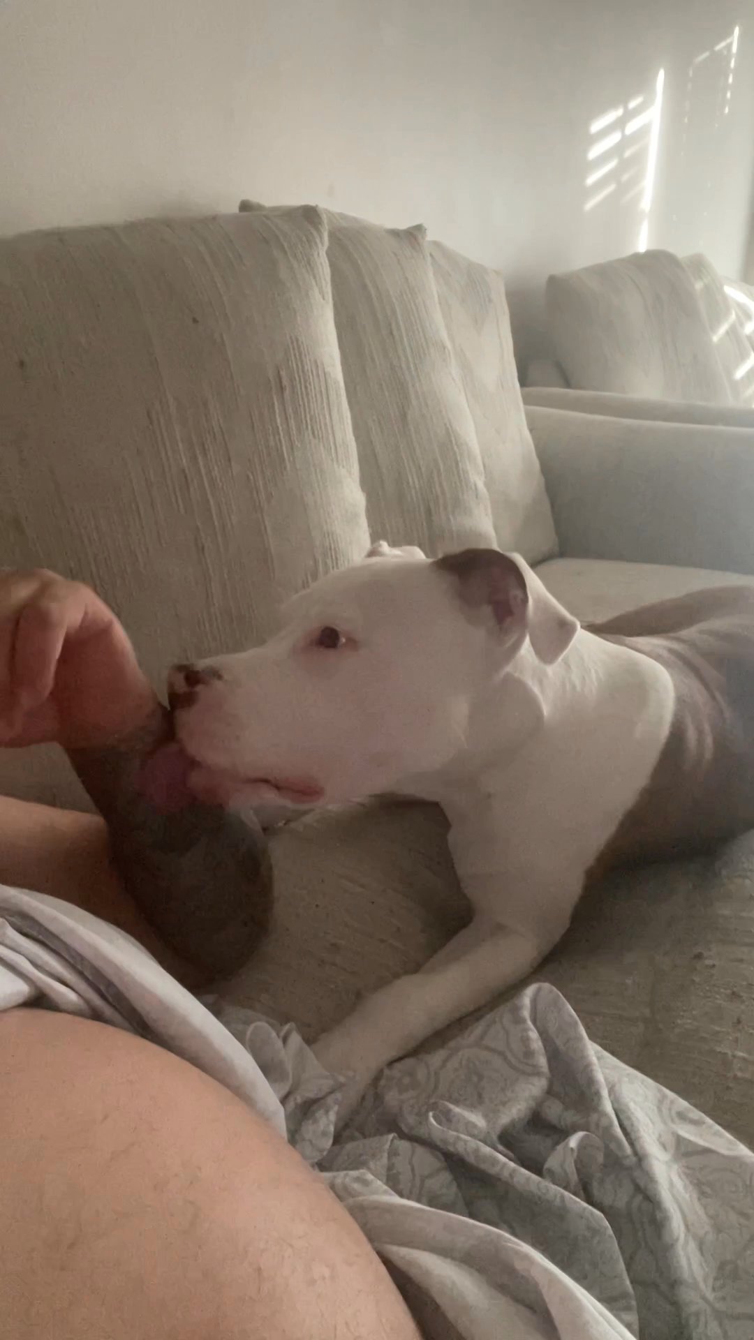 Vendo cachorro de 6 meses in Arizona City, Arizona