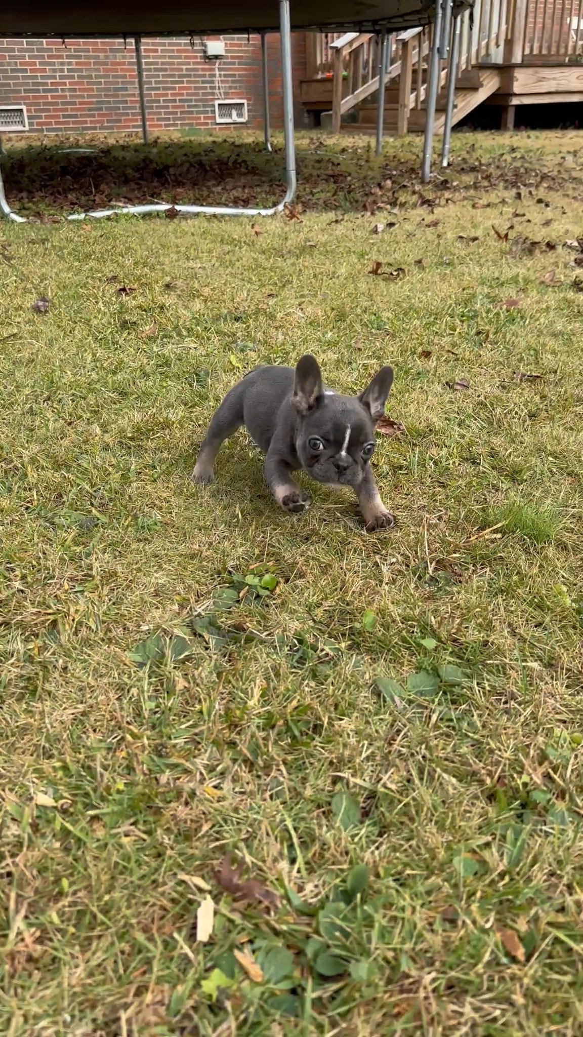 French Bulldog puppies - ready now in Arizona City, Arizona