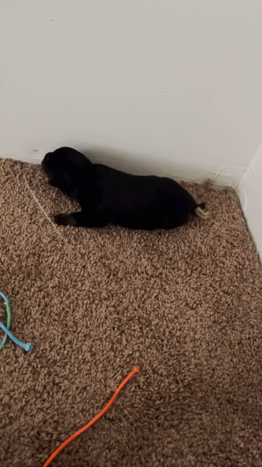Rottweiler puppy in Arizona City, Arizona