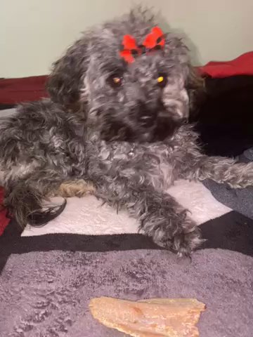 Female puppy dog in Arizona City, Arizona