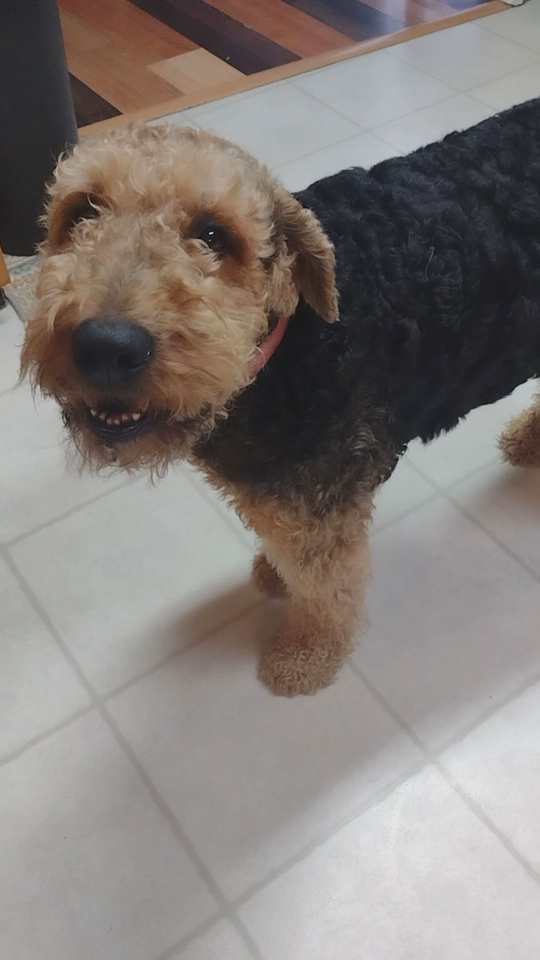 Beautiful Airedale Puppies in Arizona City, Arizona