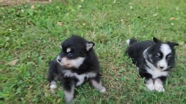 Pomsky baby Boy for Megan in Gastonia, North Carolina