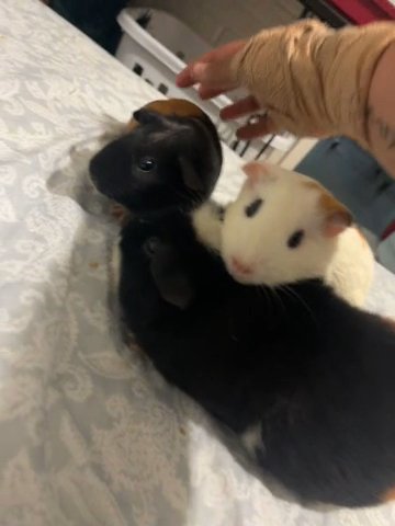 3 Female Guniea Pigs in Columbus, Ohio