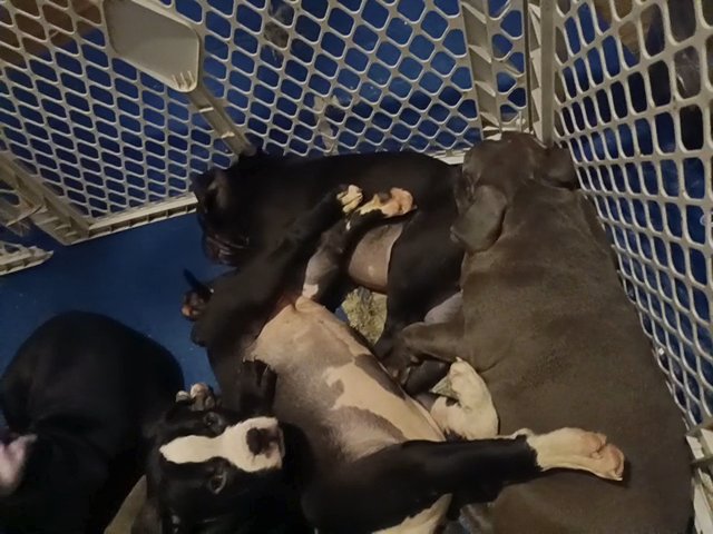 Pocket American Bully Puppies in Opelousas, Louisiana