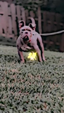 American Bully Exotic Bully French Bull Dog Pitbull in Indianapolis, Indiana