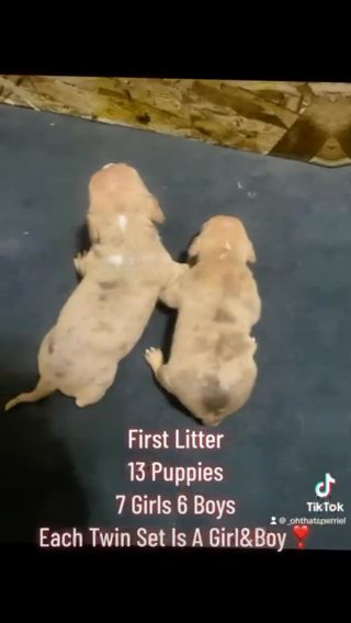 Puppies For Sale ?? in Detroit, Michigan