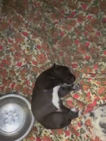 Puppies For Sale in Bismarck, North Dakota