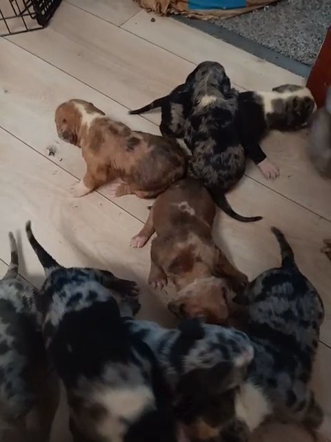 XL American Bully Puppies in State College, Pennsylvania