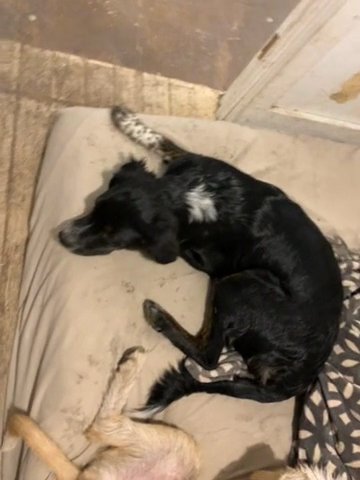 Dogs For Sale in Bismarck, North Dakota