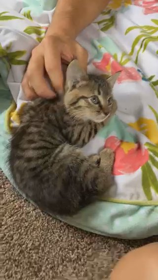 Free Kitten in Oak Grove, South Carolina