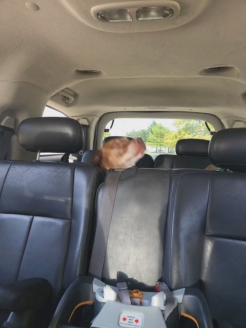 Sheba in Dallas, Texas