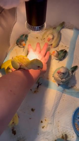 LoveBirds in Spring Hill, Florida