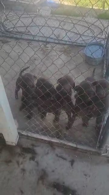 AKC Chocolate Labs! in Star, Idaho