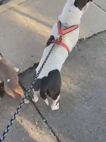 American bully in Detroit, Michigan