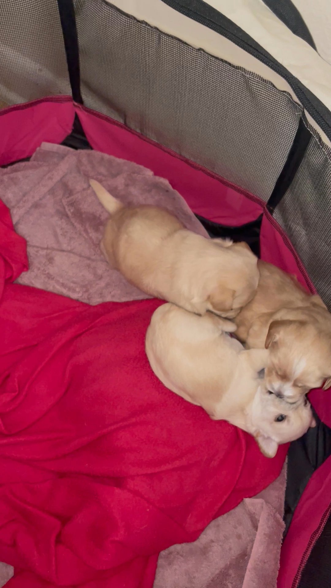 Selling maltipoo/chihuahua puppies in Arizona City, Arizona