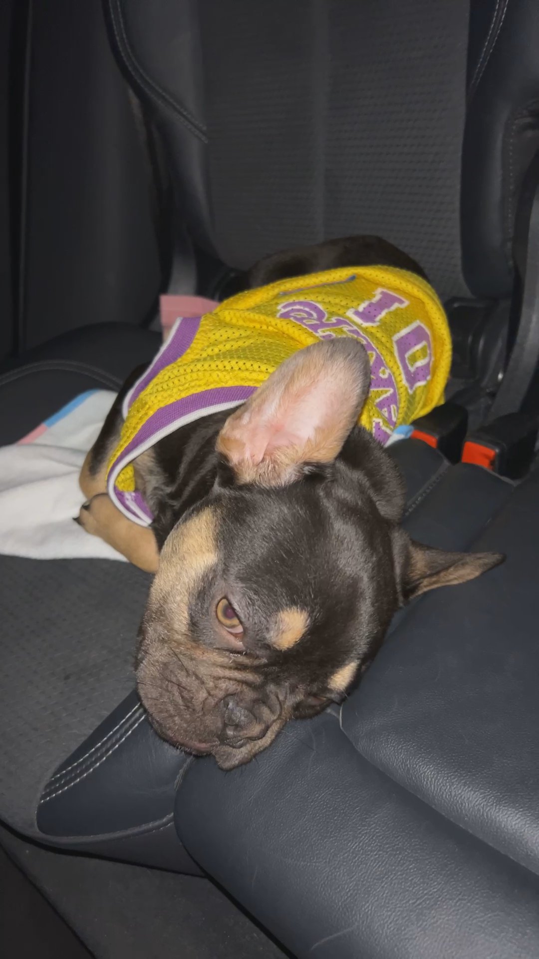 Frenchie bulldog in Arizona City, Arizona
