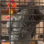 African Grey Bird Bought For 4,000 in Corpus Christi, Texas