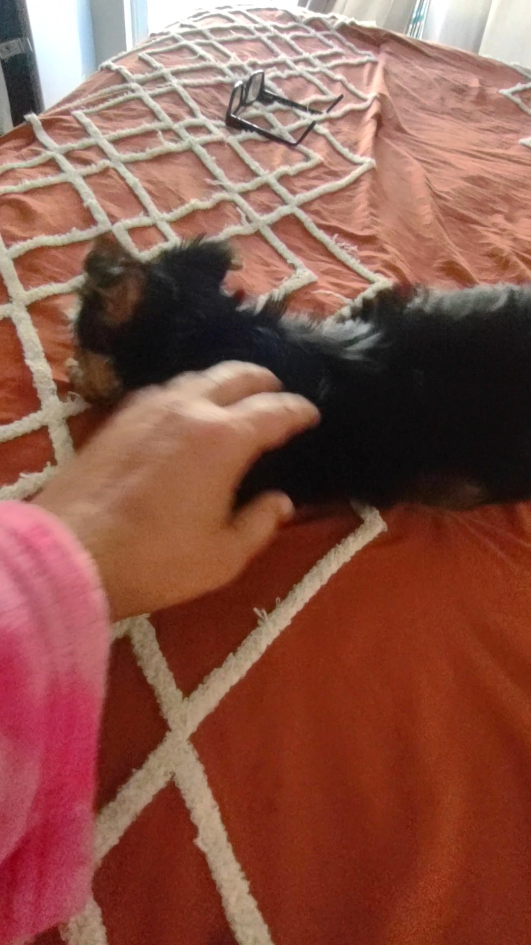 Yorkshire terrier in Arizona City, Arizona