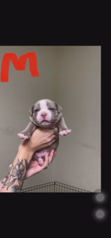 Micro American Bullies in Beverly, Massachusetts