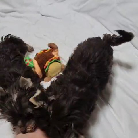 Dark Chocolate yorkies (females) in Newton, North Carolina