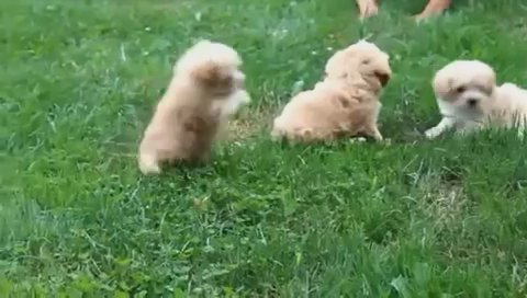 Malitpoo in New York City, New York