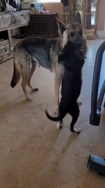 German Shephard Puppies in Reedley, California