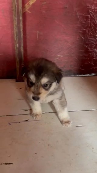8 Week Old Huskies in New York City, New York