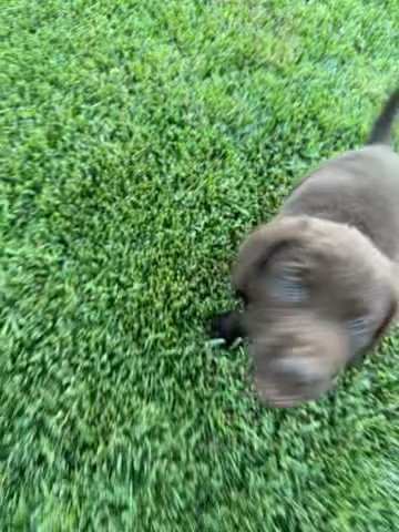 Baby Male Lab in Fontana, California