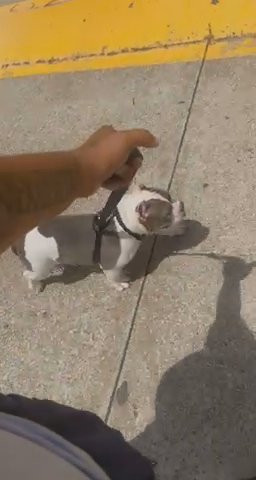 Exotic Bully in Houston, Texas