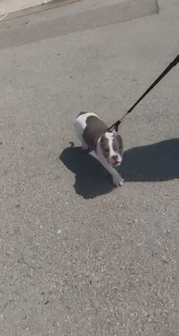 Bully in Dallas, Texas