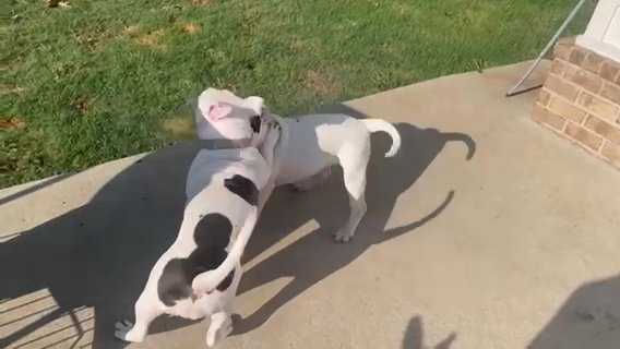Bully in Memphis, Tennessee