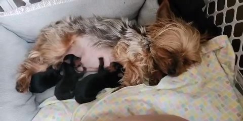 Yorkshire Terrier Pups in St. Paul, Minnesota