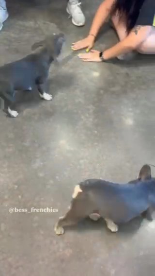 Frenchie Puppies in South Fulton, Georgia
