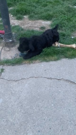 Giant Schnauzer Female in Detroit, Michigan