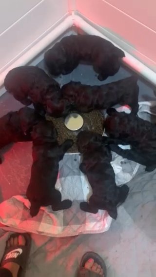 Giant Schnauzer Puppies in Detroit, Michigan