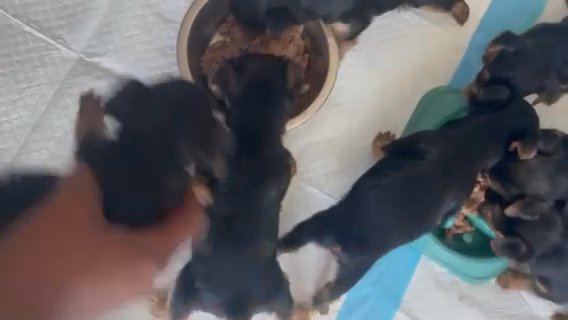 Yorkies in Florence, South Carolina