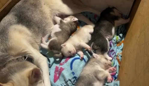 Female SIBERIAN HUSKY Available June 22, 2023 in Charlottesville, Virginia