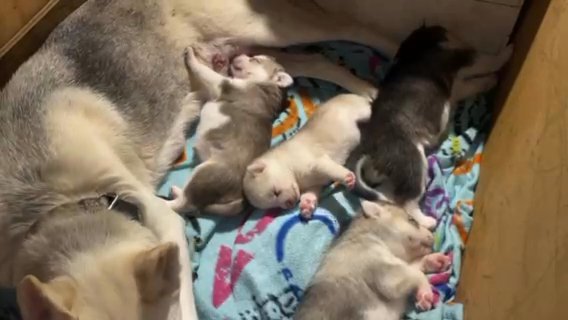 SIBERIAN HUSKY Available June 22, 2023 in Charlottesville, Virginia