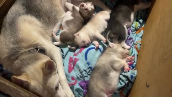 SIBERIAN HUSKIES Available June 22, 2023 in Charlottesville, Virginia