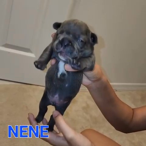French Bulldog Blue in Poinciana, Florida