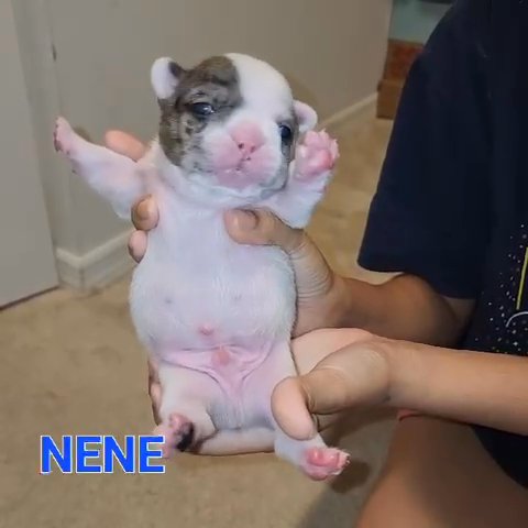 French Bulldogs Merlet Pied in Poinciana, Florida